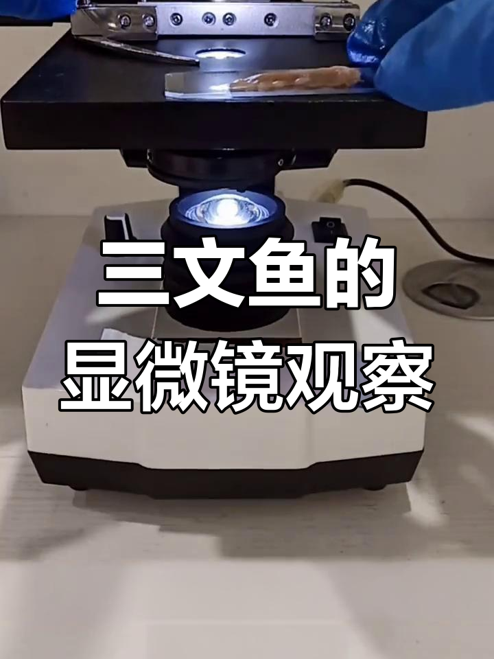 三文鱼放大500倍,看看寄生虫藏在哪