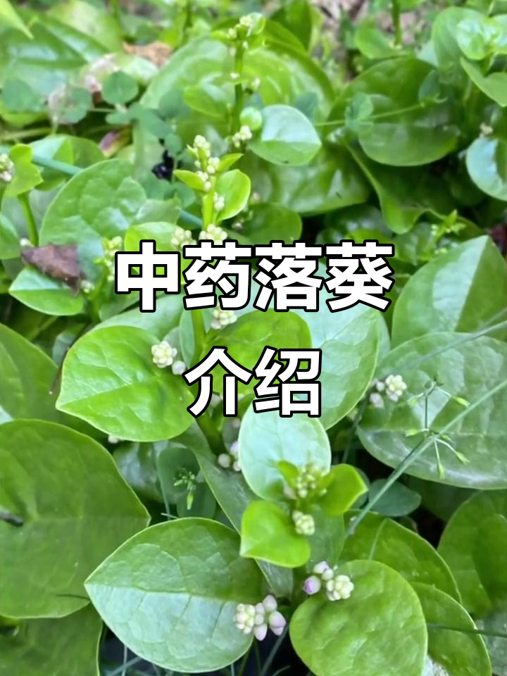 每天认识一味中草药：落葵的神奇功效与作用