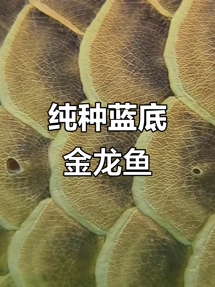 纯种蓝底过背金龙鱼,稀有品种揭秘