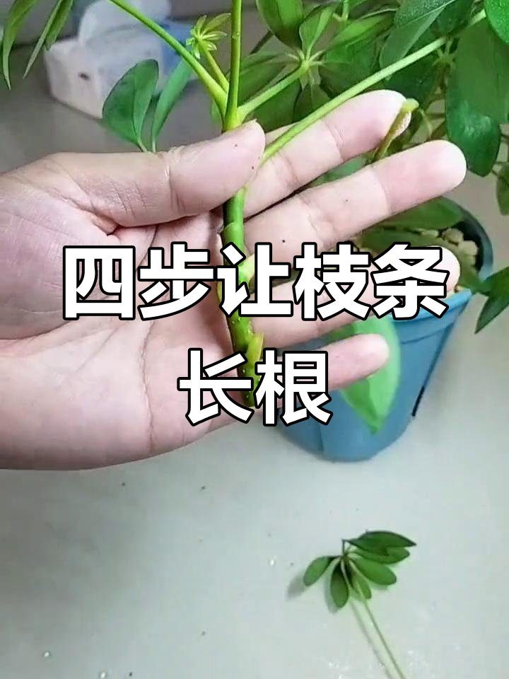 鸭掌木扦插生根技巧,四步搞定
