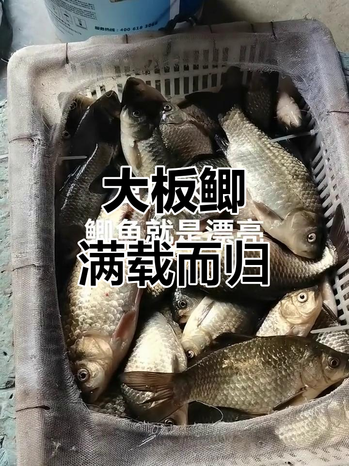 野生大板鲫鱼疯狂捕捞,全是超大个!