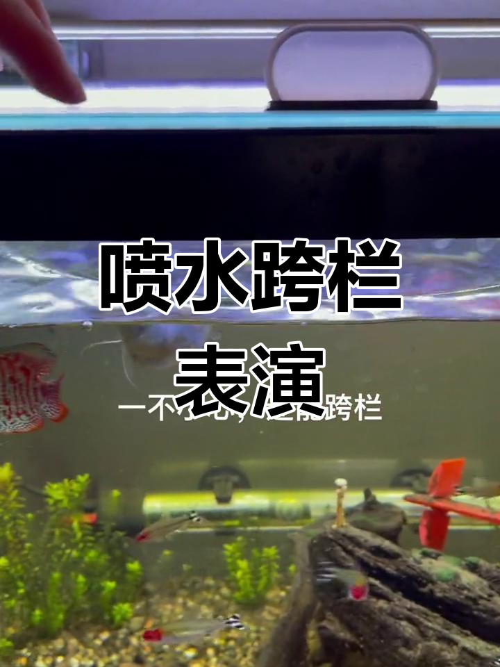 丽丽鱼与曼龙鱼的跳跃挑战
