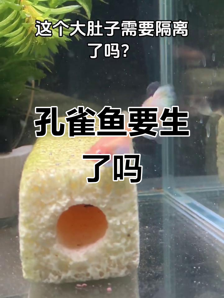 孔雀鱼肚子大了,是不是快生了?需要隔离吗