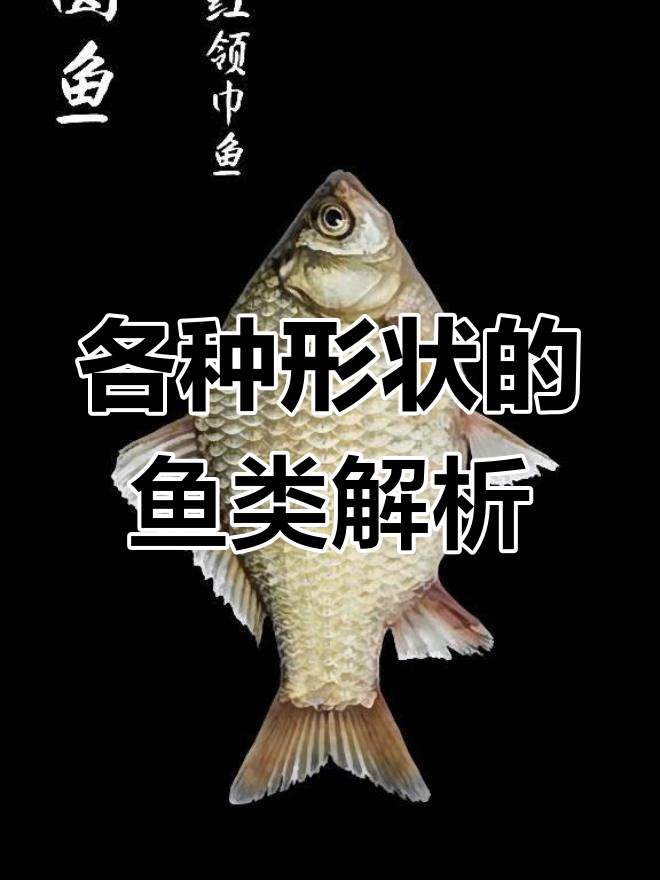 方鱼、圆鱼、三角鱼和针鱼的真相,你了解吗?