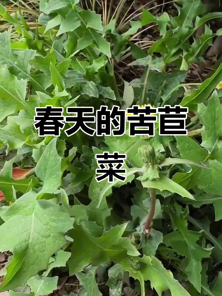 春天必吃苦苣菜,败火又美味!