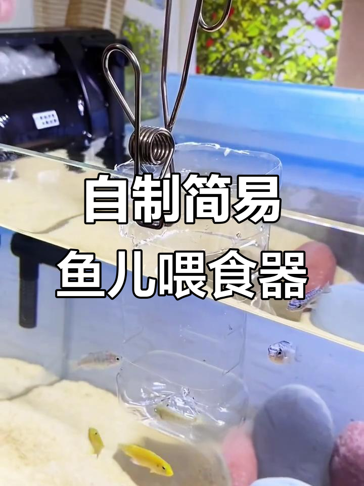 利用废饮料瓶DIY小鱼喂食器，简单又实用