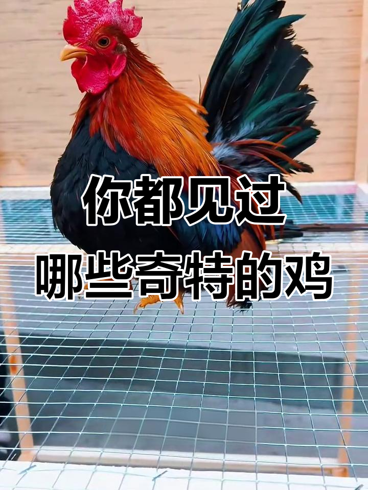 各种奇特鸡种大揭秘，看看你认识几种？