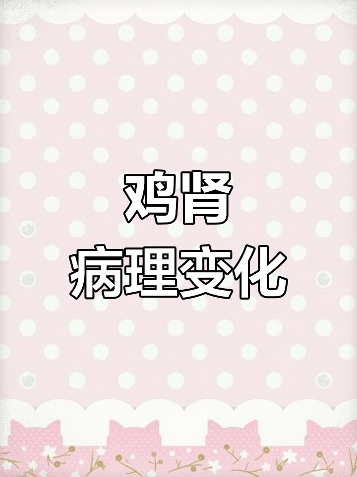 鸡肾脏病变的四种表现