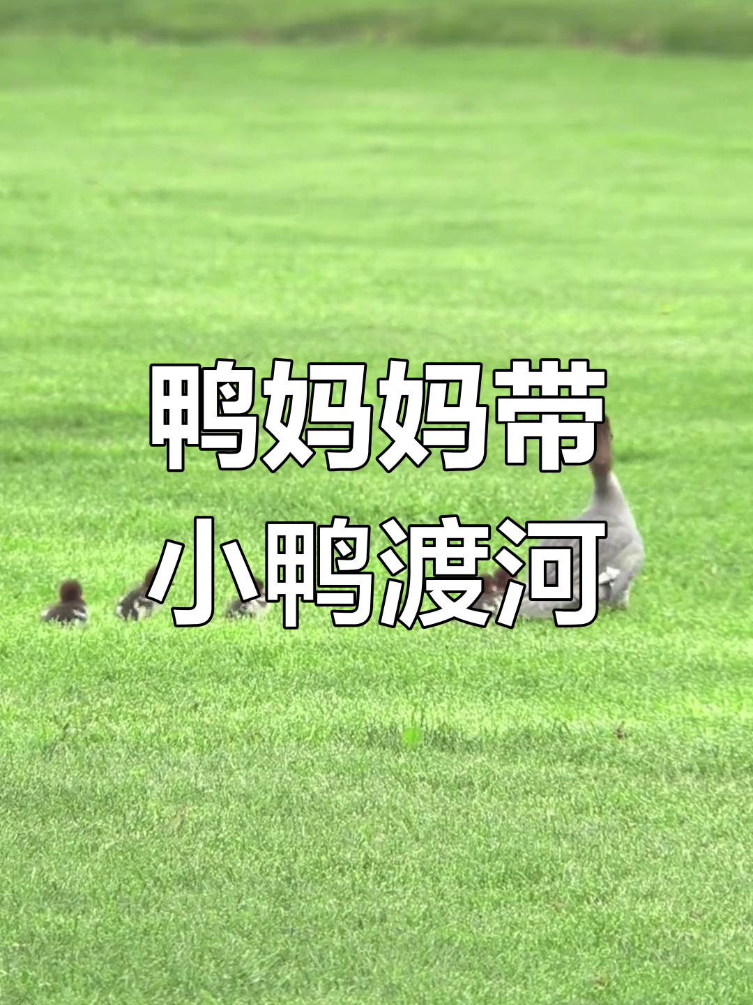 鸭妈妈勇敢带小鸭子过河,萌态十足