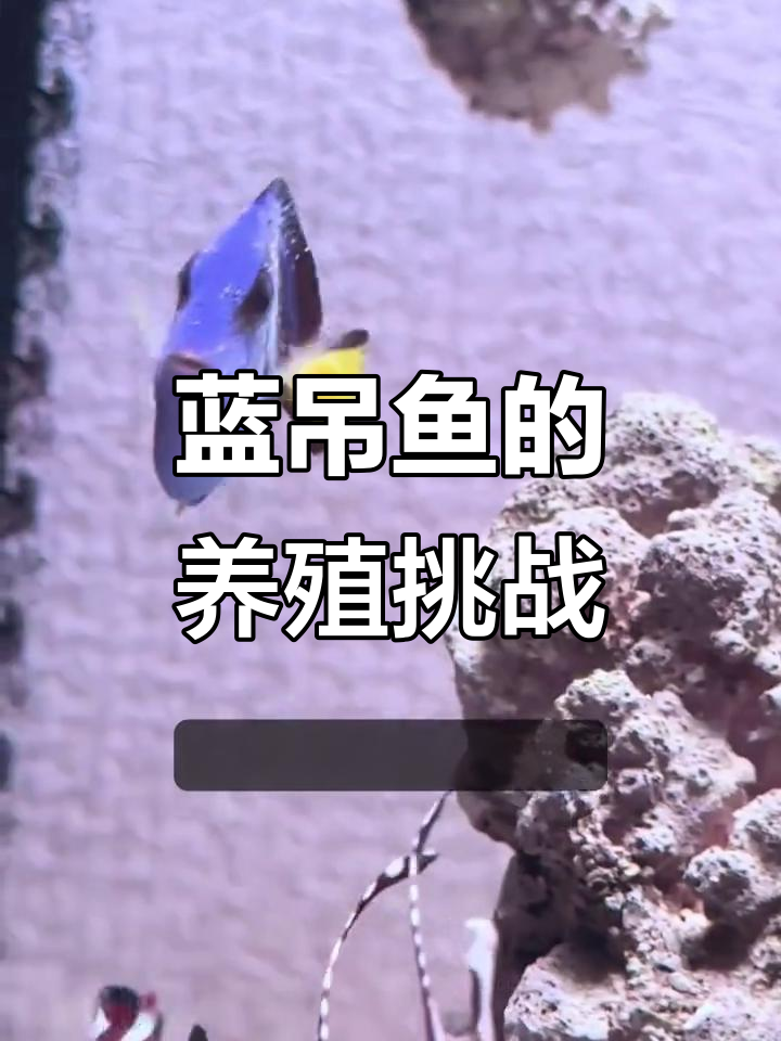 蓝吊鱼:颜值高但难养,白点病磁铁