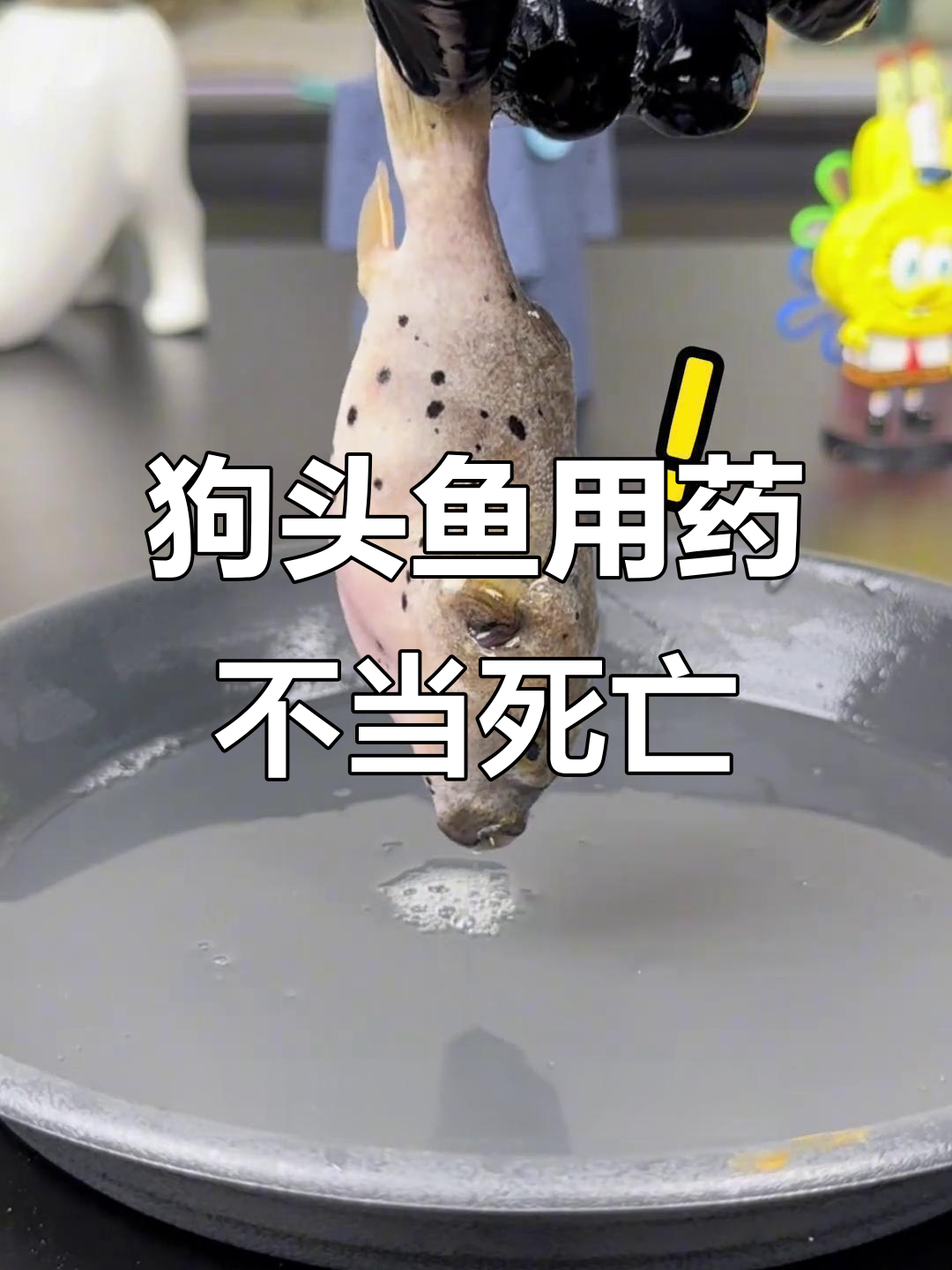 海水狗头鱼误用淡水药,结果惨痛!