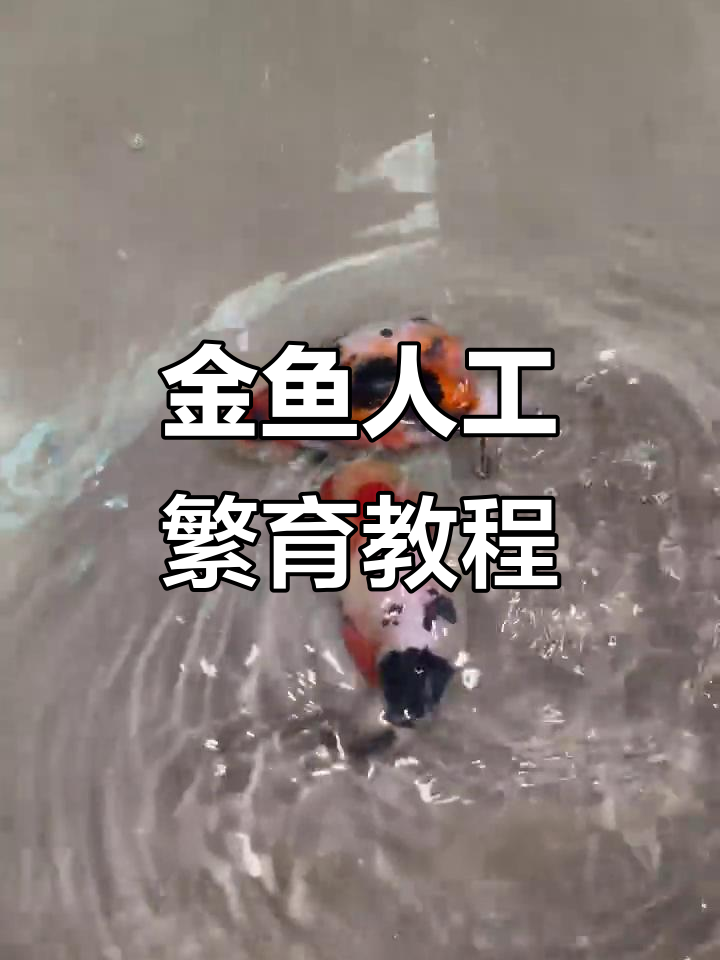 轻松学会金鱼繁殖技巧,公母鱼如何配对才能成功受精