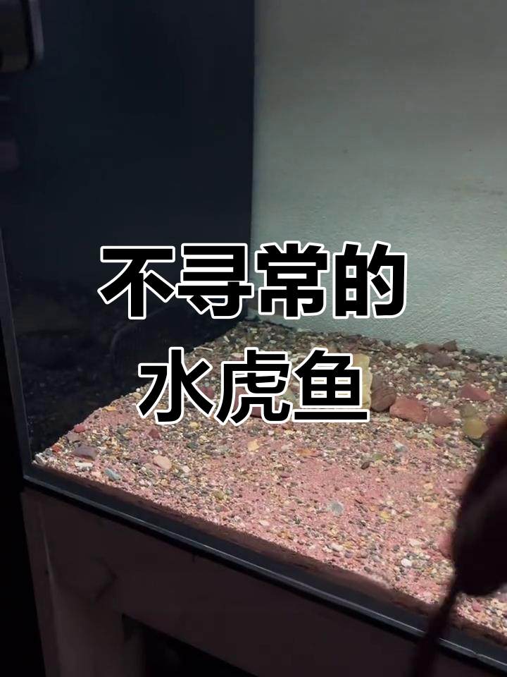 这条水虎鱼为何如此特别?