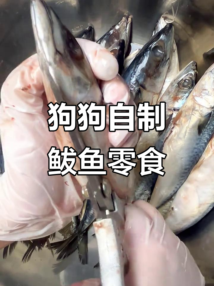 自制狗狗零食,带你了解鲅鱼对宠物健康的好处