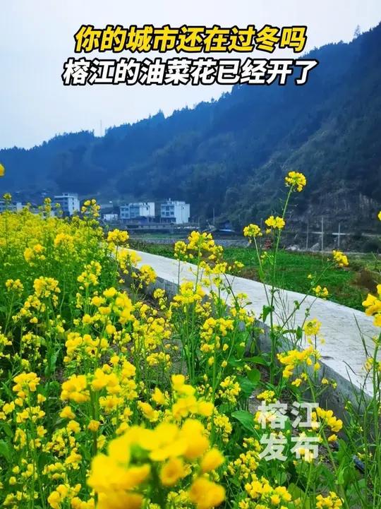你的城市还在过冬吗？榕江的油菜花已经开了。（素材：石兵远 剪辑：吴倩）