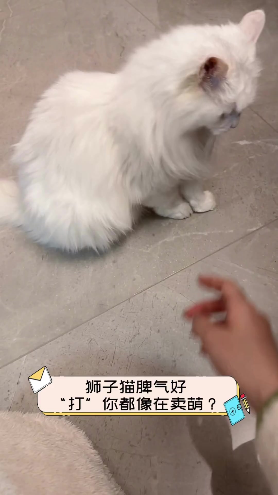 狮子猫脾气好,“打”你都像在卖萌?