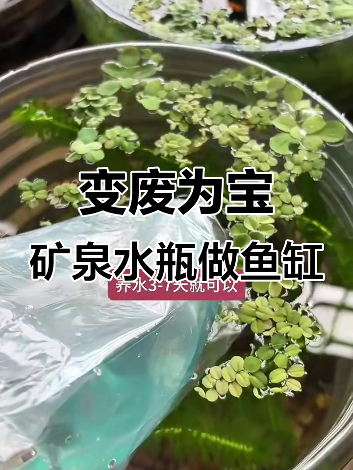 矿泉水桶变鱼缸，简单步骤教你DIY生态水族箱