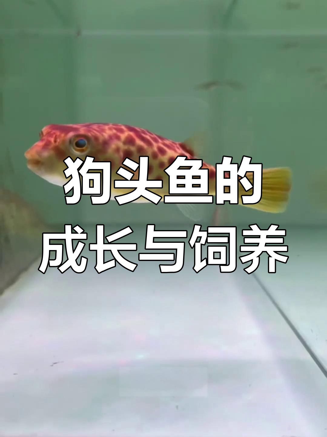 看看这些热带狗头鱼,性格温顺又凶猛