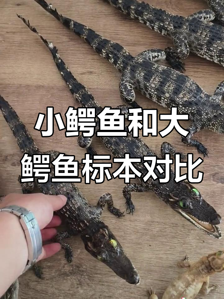 30厘米小鳄鱼标本与50厘米大鳄鱼的差别,看看哪个更逼真