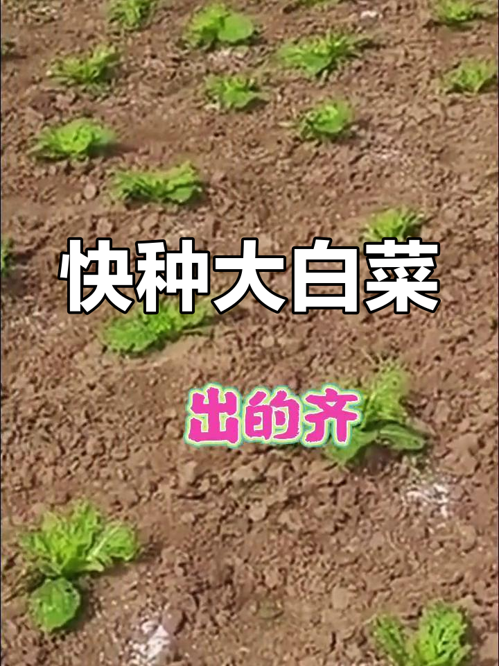大白菜种植技巧:快速出苗壮根