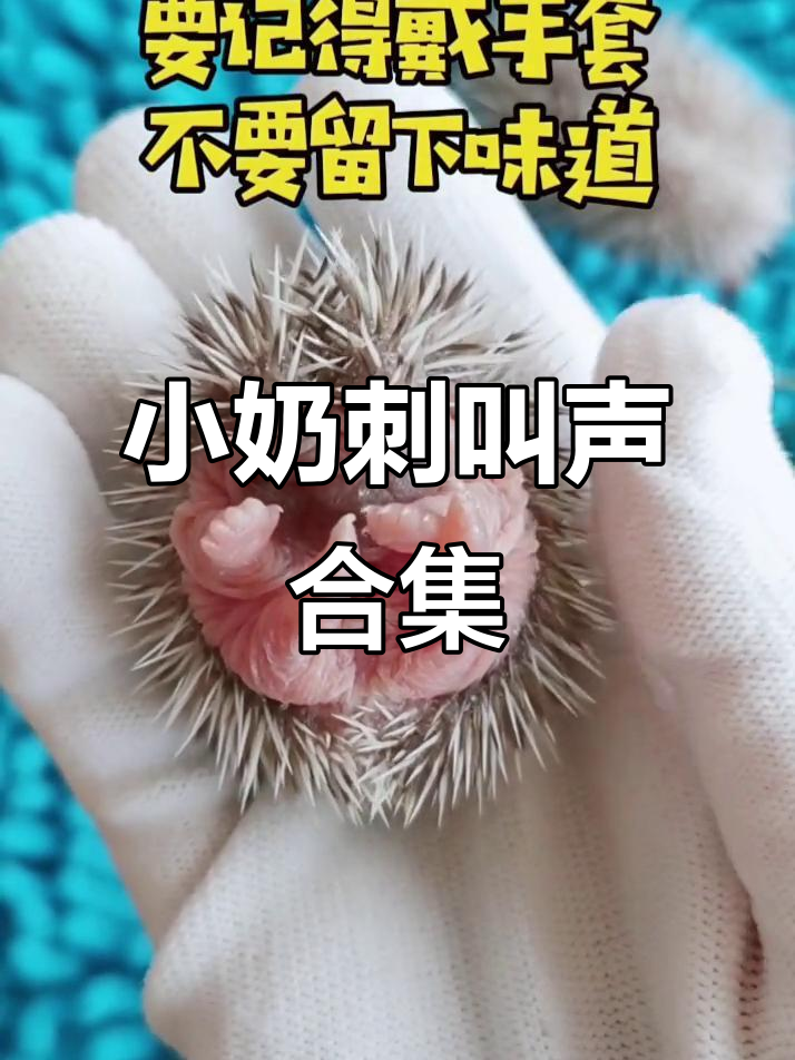 听非洲迷你刺猬的萌叫声,一起云吸小宝贝!