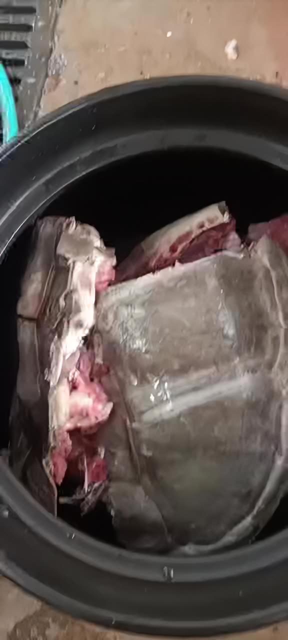 老鳄龟太老了,家里用了5年的菜刀都缺口了,这把刀曾经可是砍猪骨头专用的,如今却败在这鳄龟手