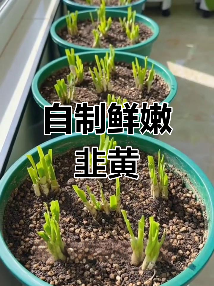 韭菜根变韭黄,简单几步教你种出嫩芽