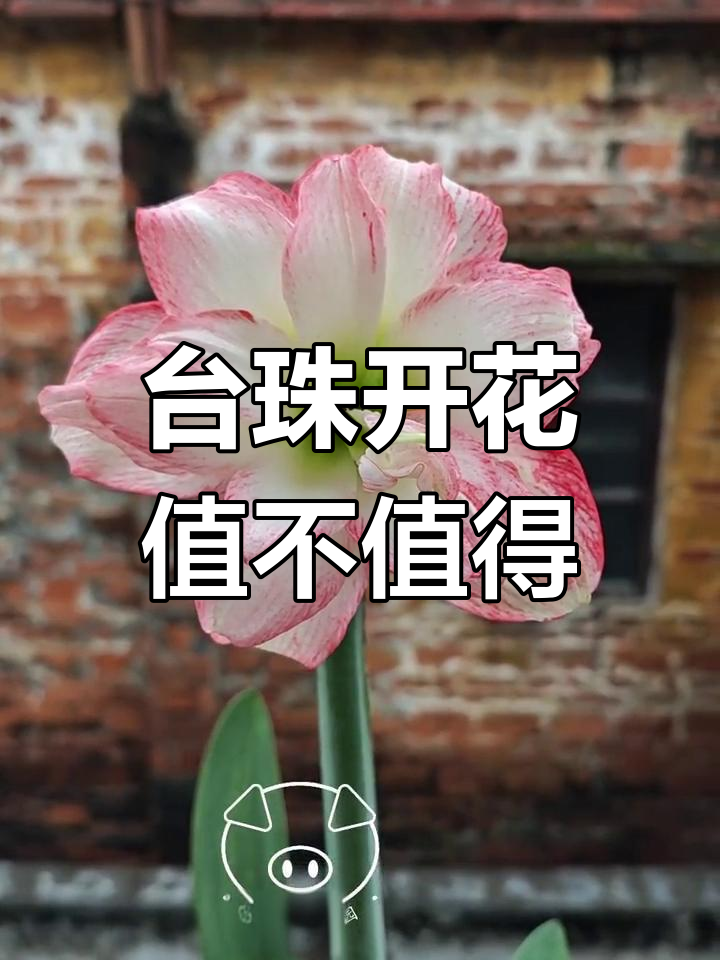 2022年台湾朱顶红久雅初恋,四百多值不值?