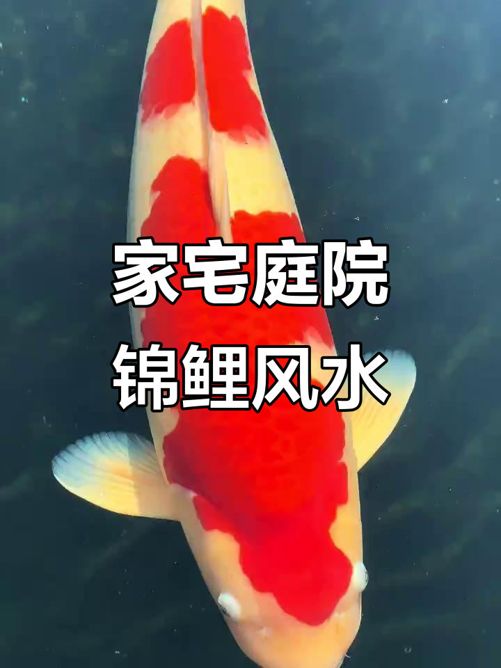 锦鲤鱼池的风水与寓意,如何激活财运提升家运