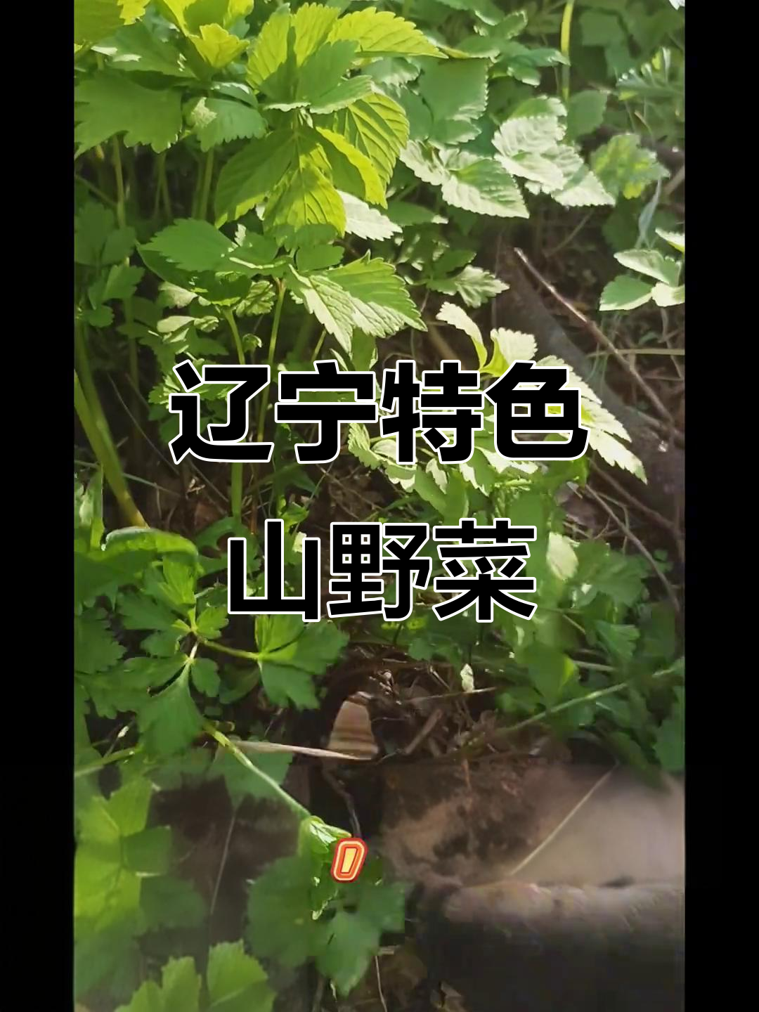 东北山野菜大揭秘:刺嫩芽、苦龙芽,你尝过吗?