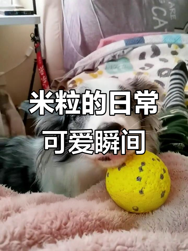 边牧米粒的迷惑行为,谁能抗拒这么可爱的狗狗?