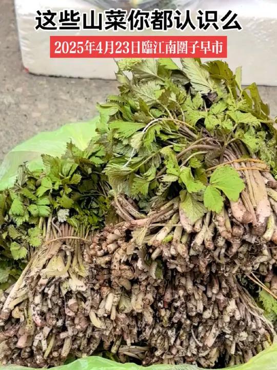 2025年4月23日 临江南围子大街早市,各种山野菜陆续下山了,山菜价格也一天比一天便宜了