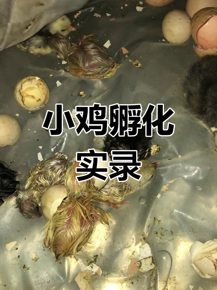 婆罗门小鸡出壳全过程,湿漉漉的毛要等一个小时才能干