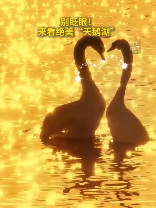 别眨眼!来看绝美“天鹅湖”,在内蒙古乌梁素海湖面上,一对对天鹅自由游弋,尽情享受和谐、宁静