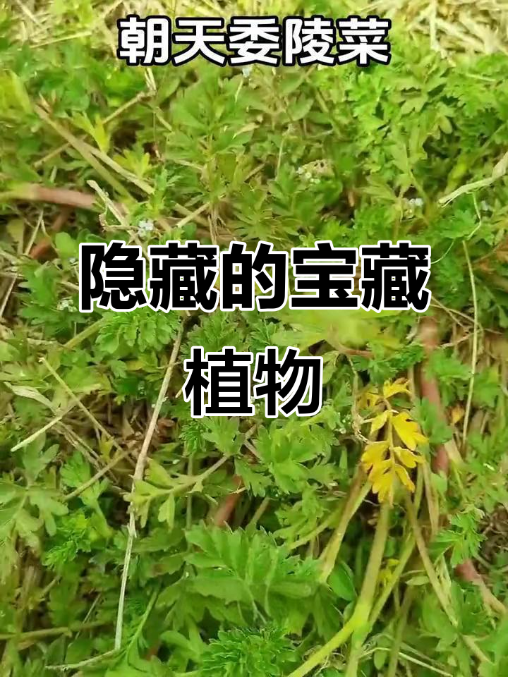 朝天委陵菜,低调却藏有大用途。你了解它的秘密吗?