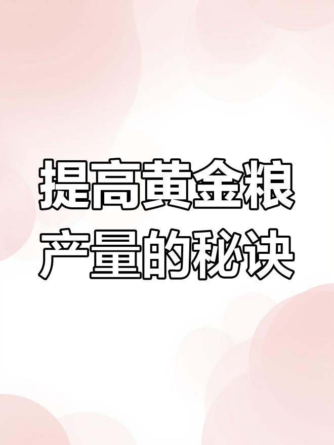 莱州市黄金粮种植技巧:调节播种机大小粒,提高产量