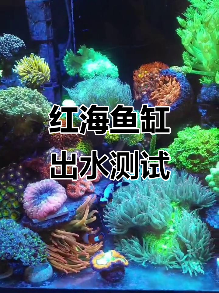 海魔方鱼缸全方位乱流出水效果,红海系列体验评测