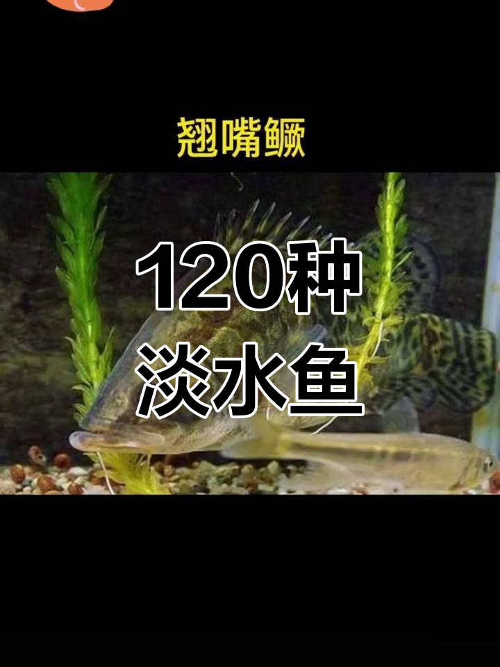 常见淡水鱼种类大全