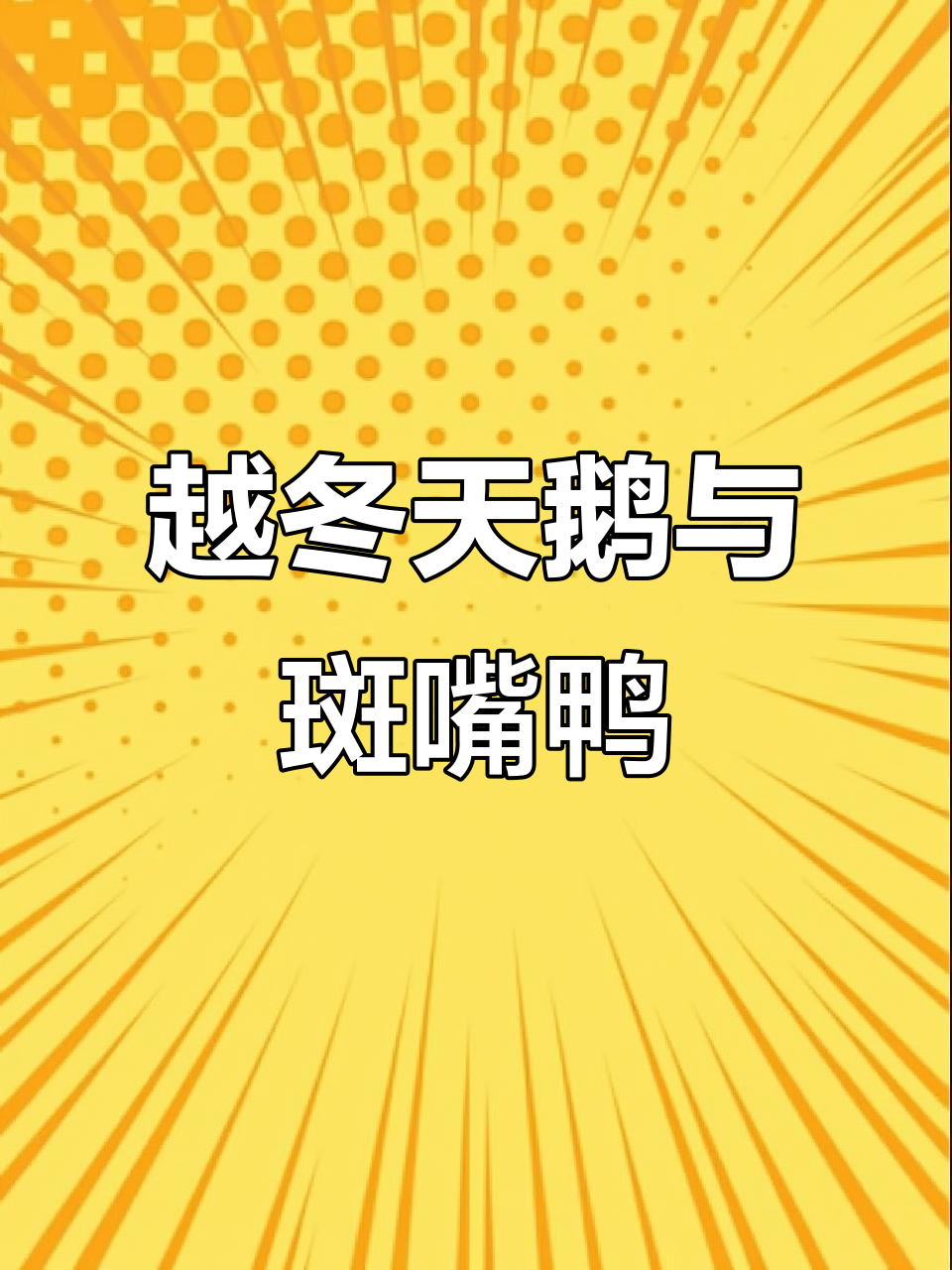 安徽铜陵江滩迎来越冬天鹅,斑嘴鸭相伴共舞