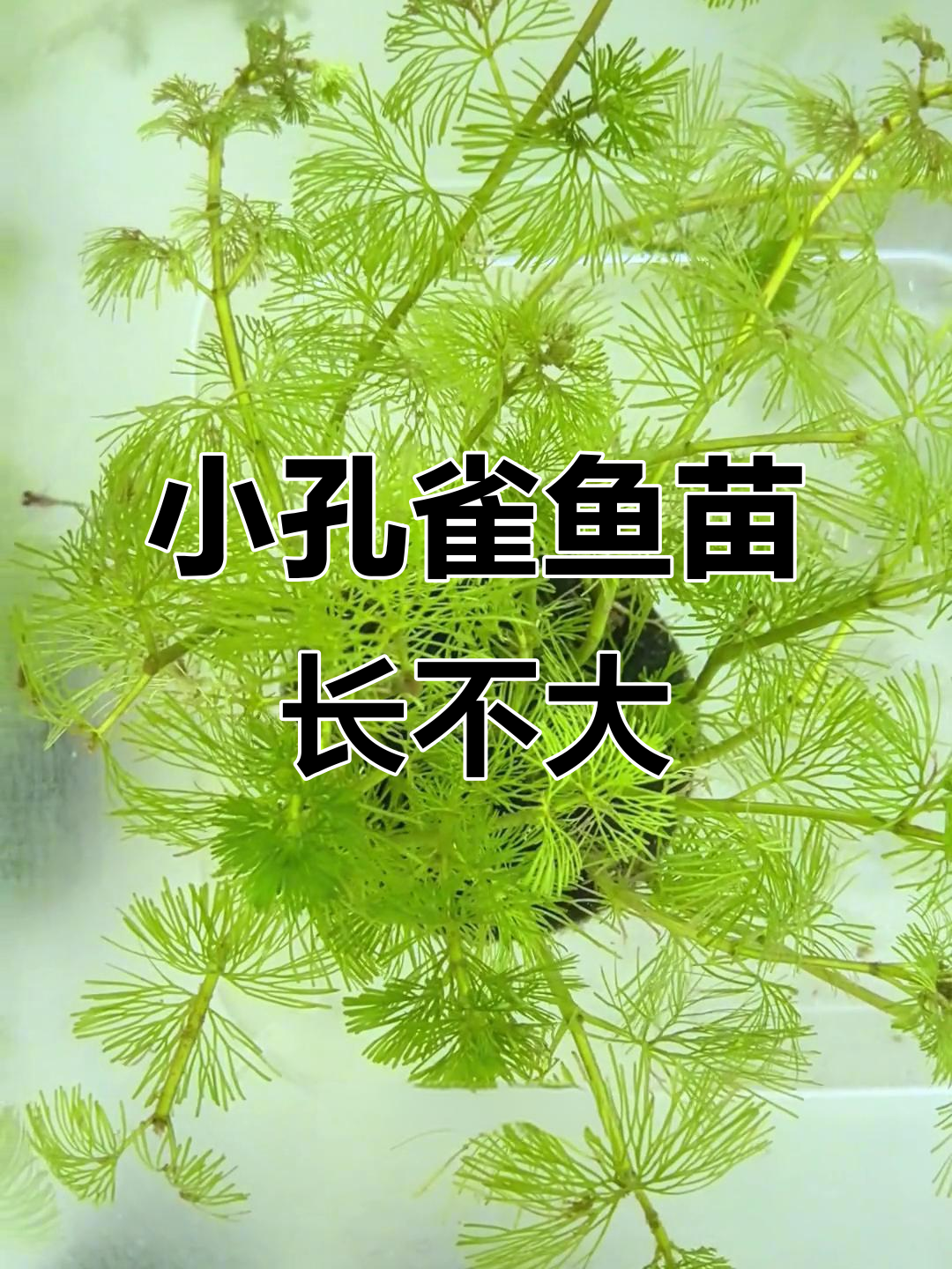 两个月孔雀鱼苗竟然还没长大,四条小卡拉米还在努力成长