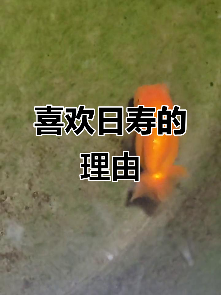 日寿金鱼比国寿更稳定,生长迅速,干练又健康