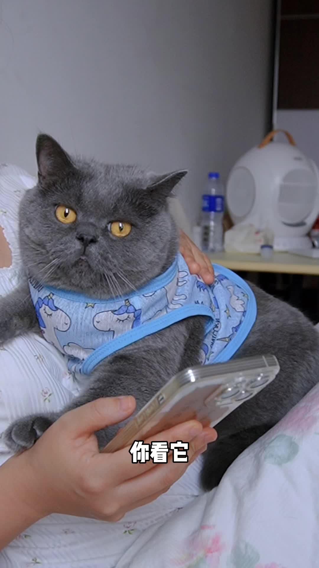 中老年喵环节很容易出现问题,建议提前补充鲨鱼软骨素 猫咪保健 鲨鱼软骨素 萌宠好物