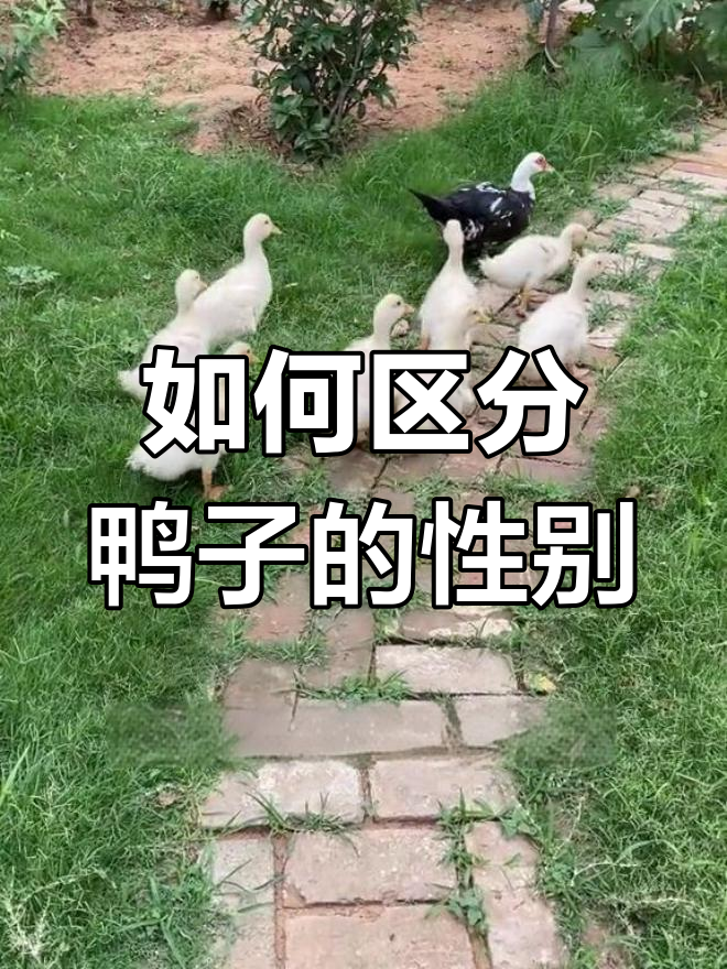 鸭子性别大揭秘,公母如何分辨?