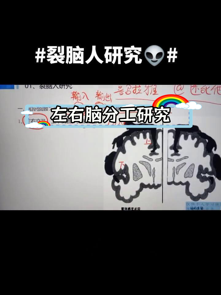 大脑左右半球功能实验解析