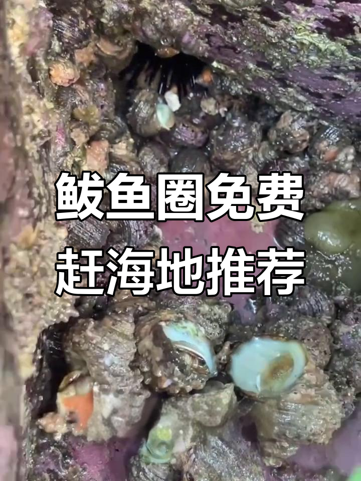 鲅鱼圈免费赶海地大揭秘，白沙湾、高家大坝等必去景点