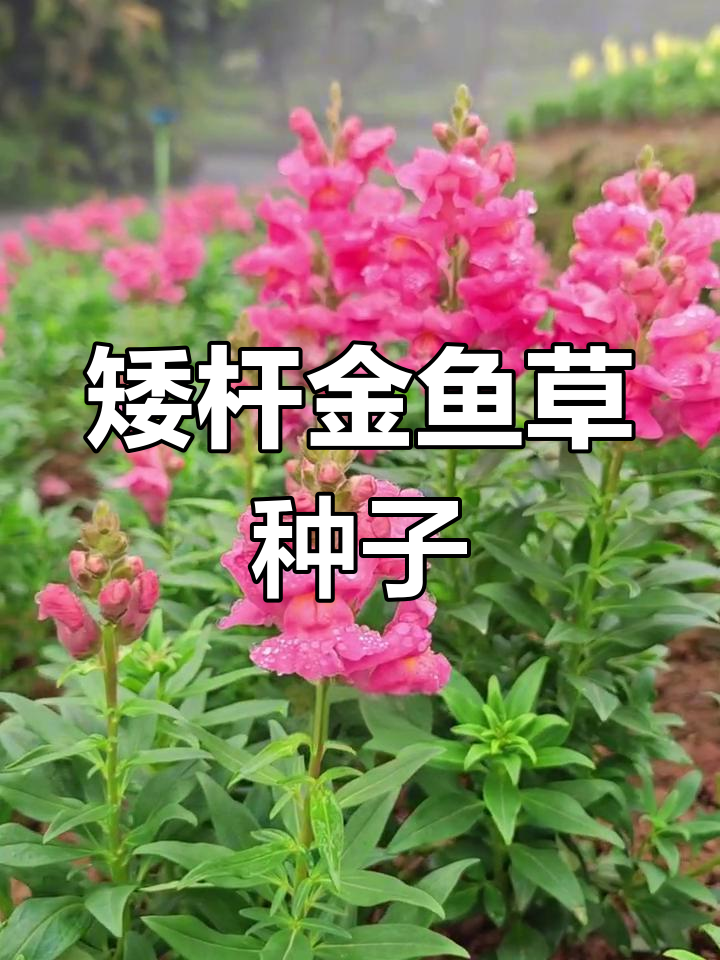 金鱼草种子,春天必种!多年生花卉带来香气与美丽