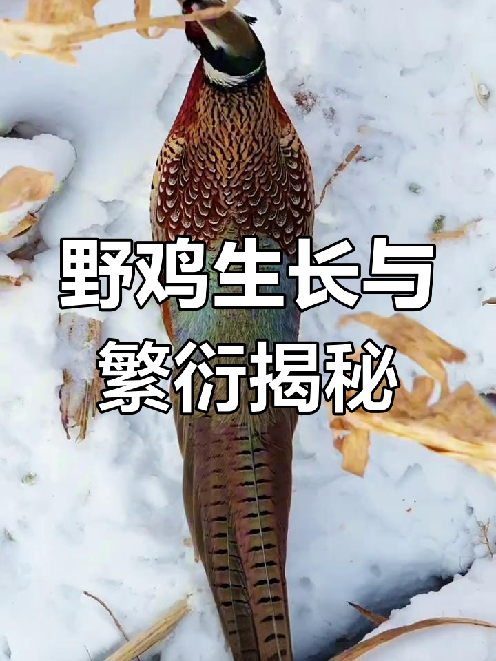 七彩山鸡的繁殖与成长:野外生存挑战