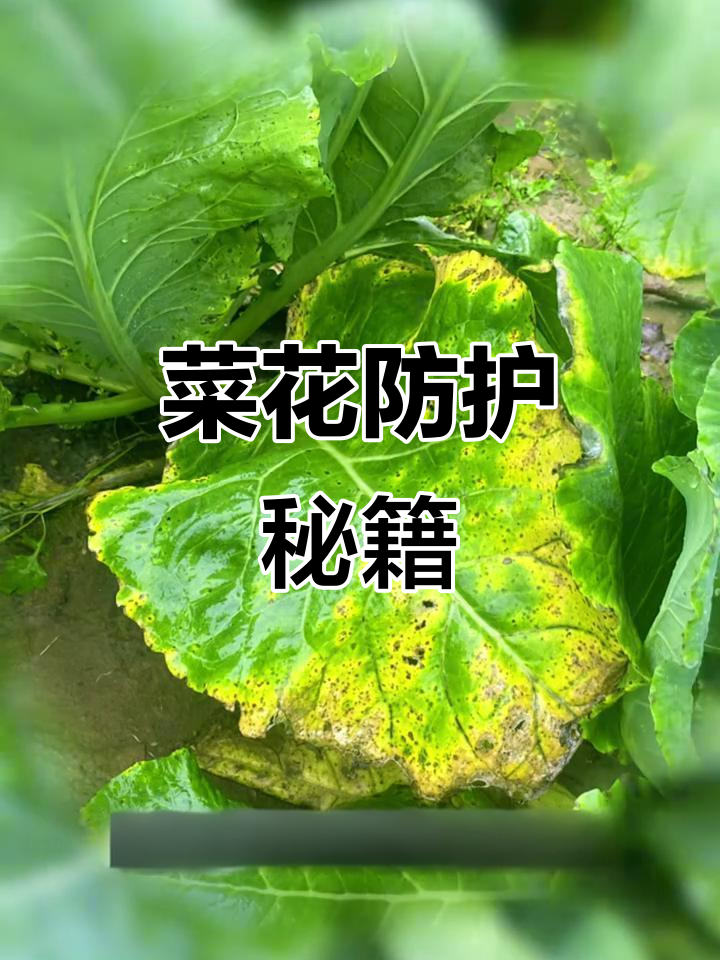阴雨天守护菜花,预防三大病害,确保丰收成果