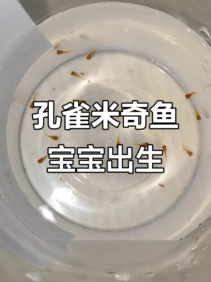 米奇鱼与孔雀鱼的杂交后代,三天小鱼苗成长记