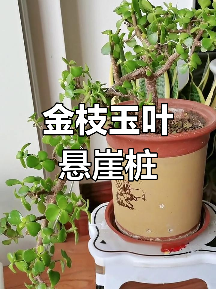 金枝玉叶悬崖桩造型,细高花盆打造完美姿态